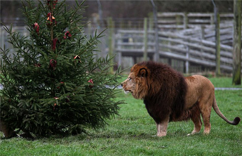 320名圣诞老人整体冲浪？？？？八一八圣诞节奇闻趣事